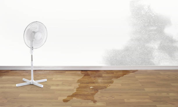 Best Mold removal after water damage  in Great Notch, NJ